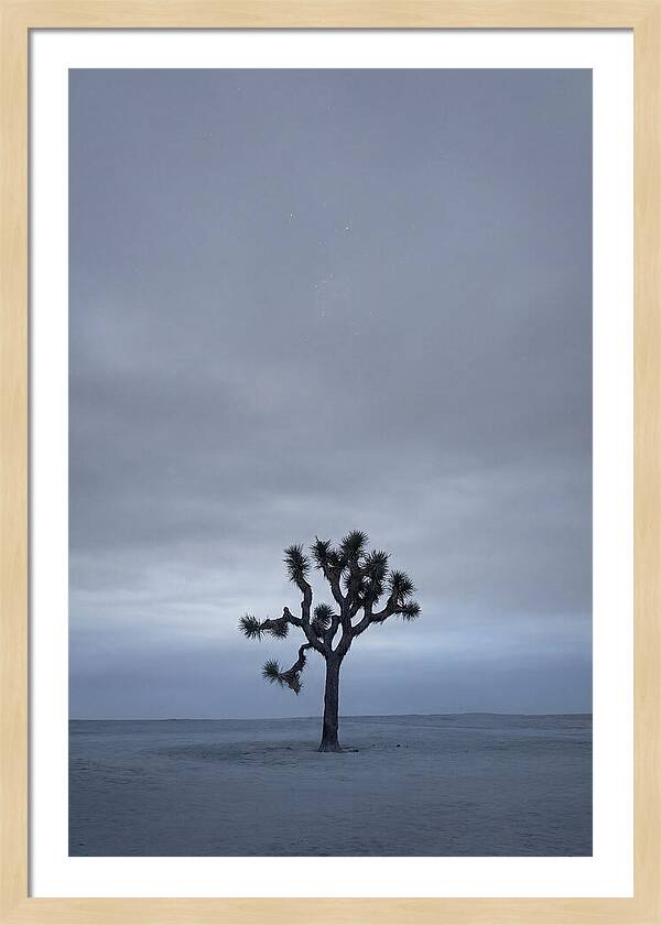 Lone Joshua Tree Under Stars