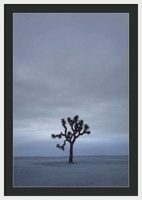 Lone Joshua Tree Under Stars