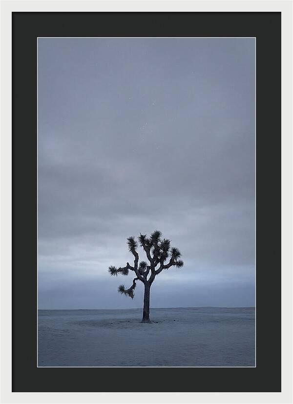 Lone Joshua Tree Under Stars