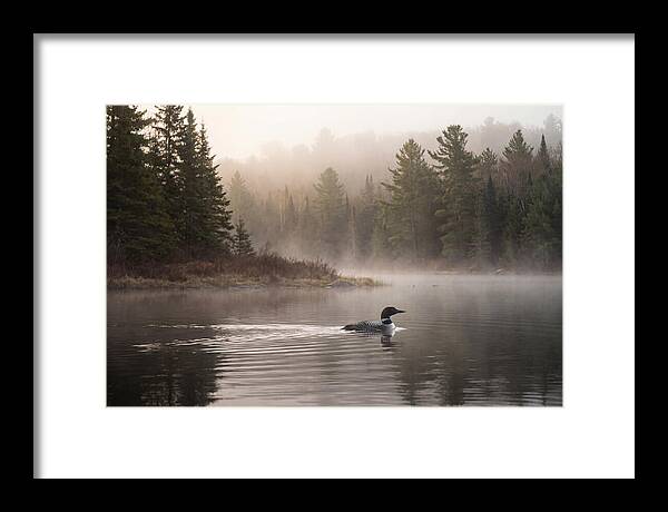 Loon Swimming On Misty Morning Lake