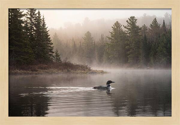 Loon Swimming On Misty Morning Lake