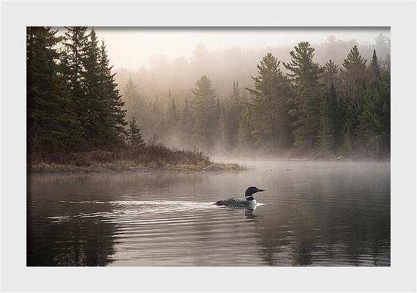 Loon Swimming On Misty Morning Lake