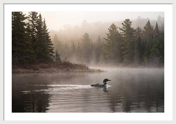 Loon Swimming On Misty Morning Lake