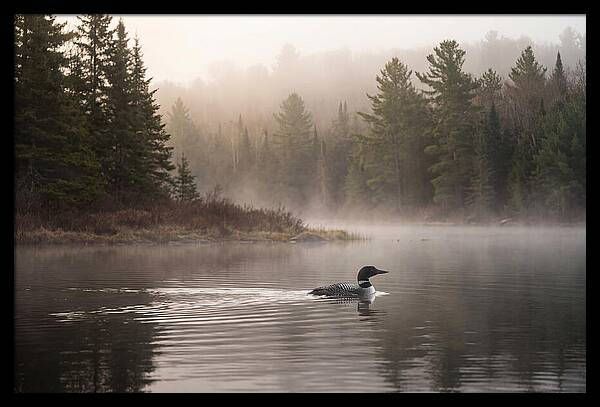 Loon Swimming On Misty Morning Lake