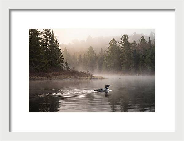 Loon Swimming On Misty Morning Lake