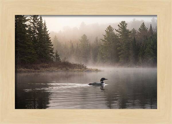 Loon Swimming On Misty Morning Lake