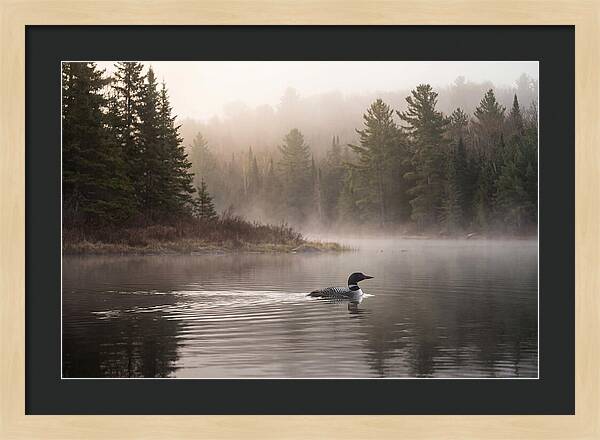 Loon Swimming On Misty Morning Lake