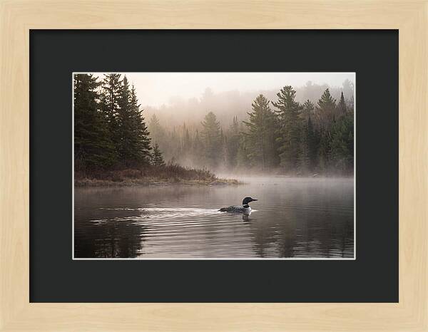 Loon Swimming On Misty Morning Lake