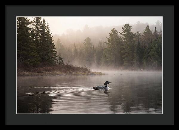 Loon Swimming On Misty Morning Lake