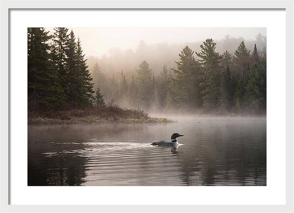 Loon Swimming On Misty Morning Lake