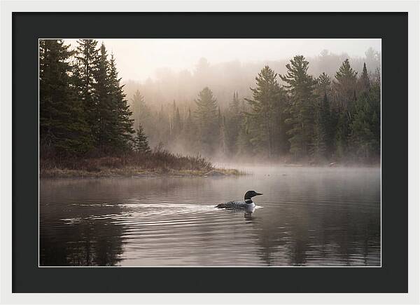 Loon Swimming On Misty Morning Lake
