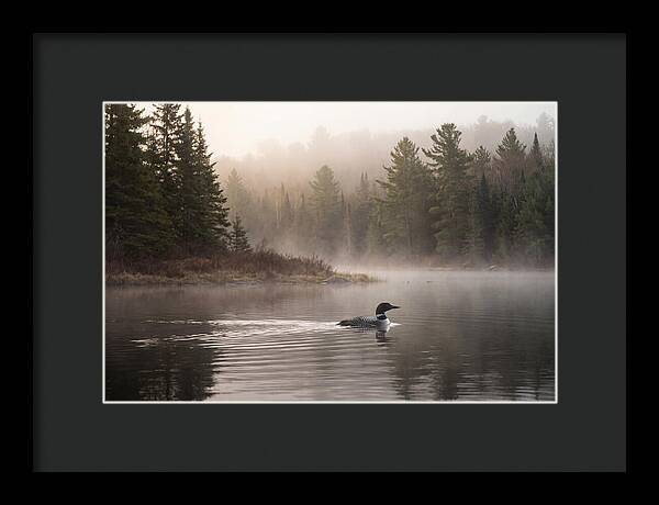 Loon Swimming On Misty Morning Lake