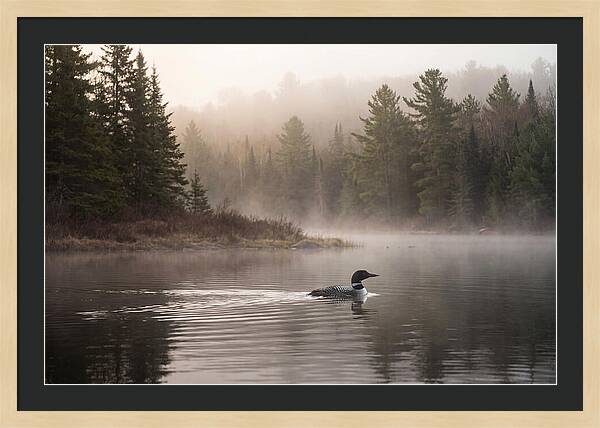 Loon Swimming On Misty Morning Lake