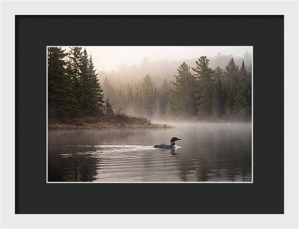 Loon Swimming On Misty Morning Lake