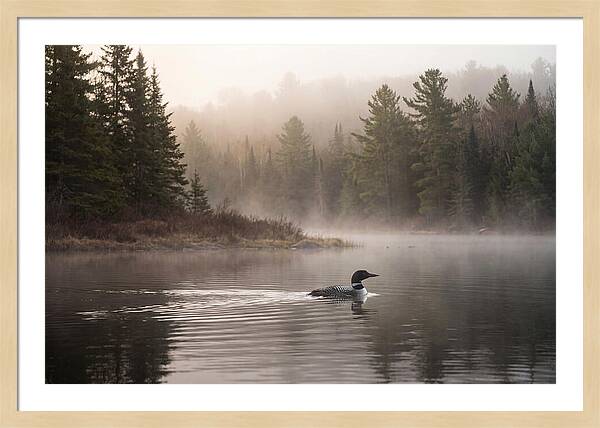 Loon Swimming On Misty Morning Lake
