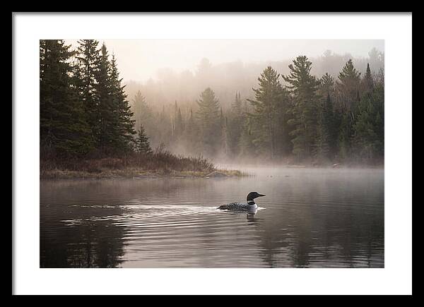 Loon Swimming On Misty Morning Lake