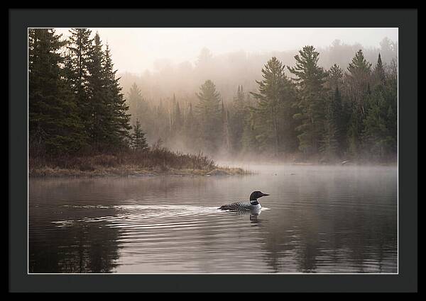 Loon Swimming On Misty Morning Lake