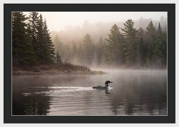 Loon Swimming On Misty Morning Lake