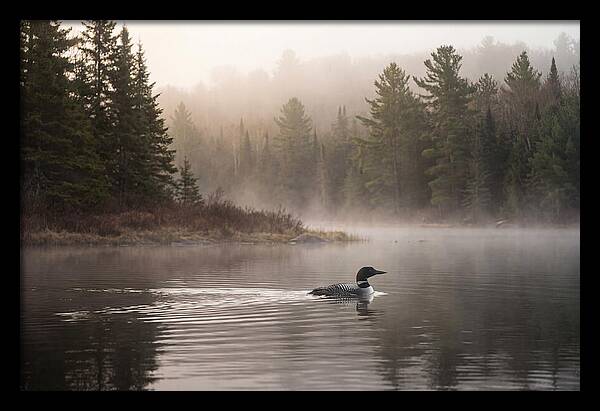 Loon Swimming On Misty Morning Lake