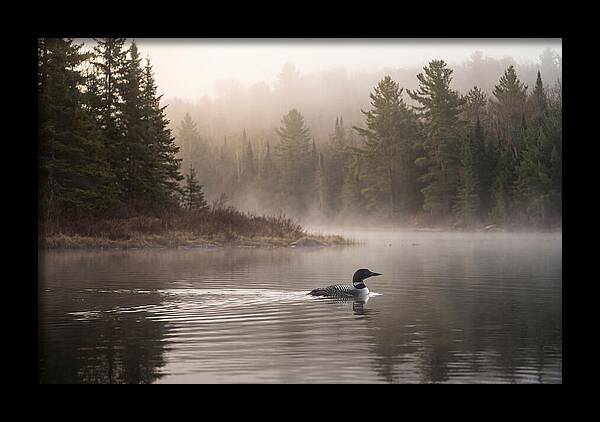 Loon Swimming On Misty Morning Lake