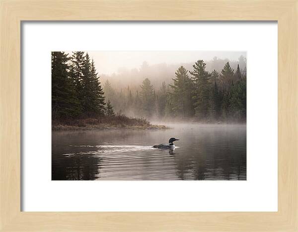 Loon Swimming On Misty Morning Lake