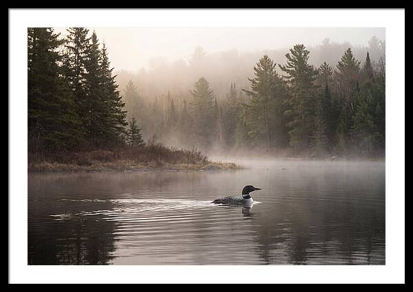 Loon Swimming On Misty Morning Lake