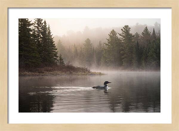 Loon Swimming On Misty Morning Lake