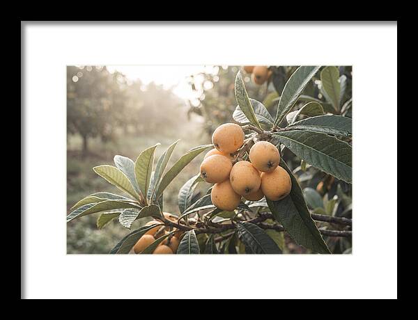 Loquat Cluster In Golden Light