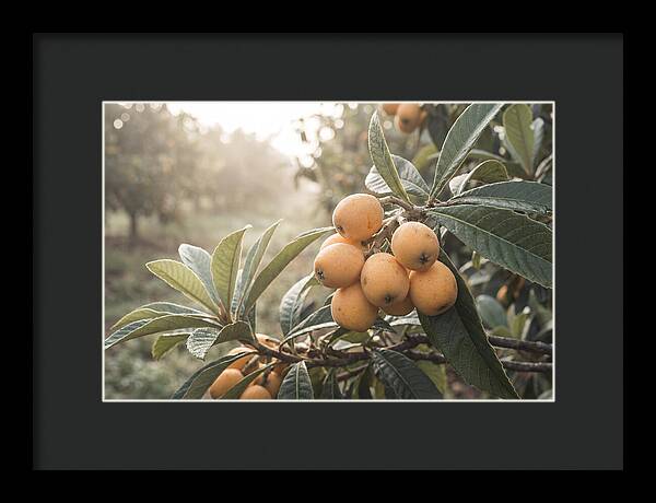 Loquat Cluster In Golden Light