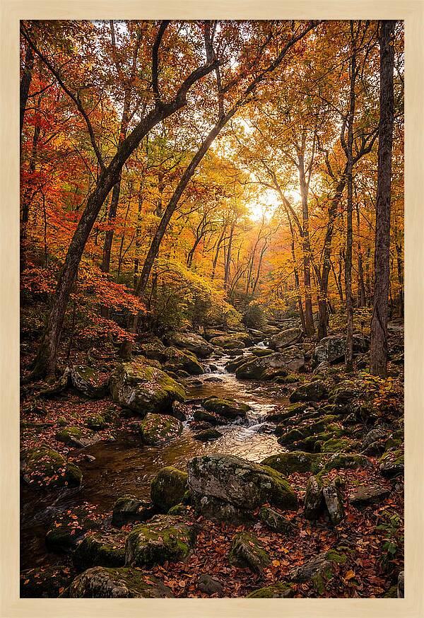 Lost Maples Autumn Serenity