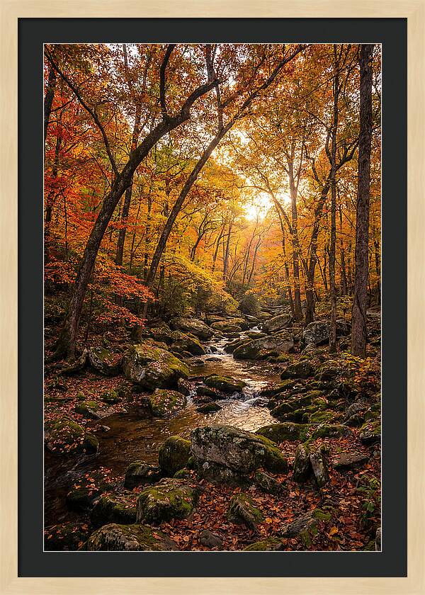 Lost Maples Autumn Serenity