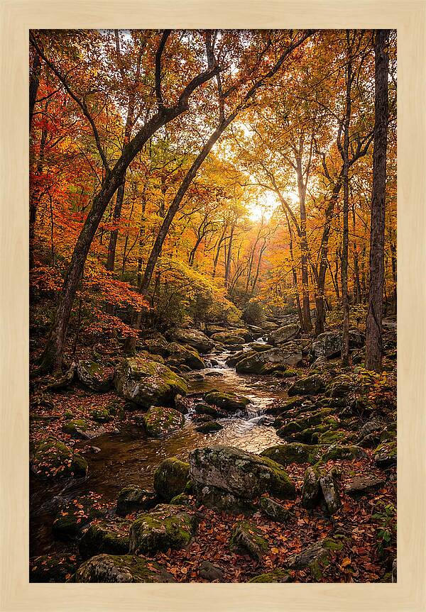 Lost Maples Autumn Serenity