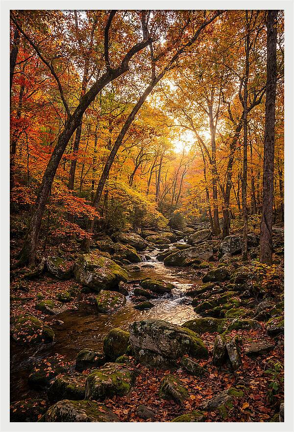 Lost Maples Autumn Serenity