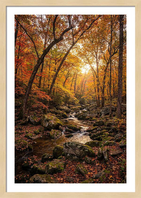 Lost Maples Autumn Serenity