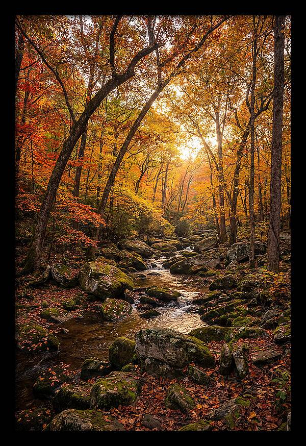 Lost Maples Autumn Serenity