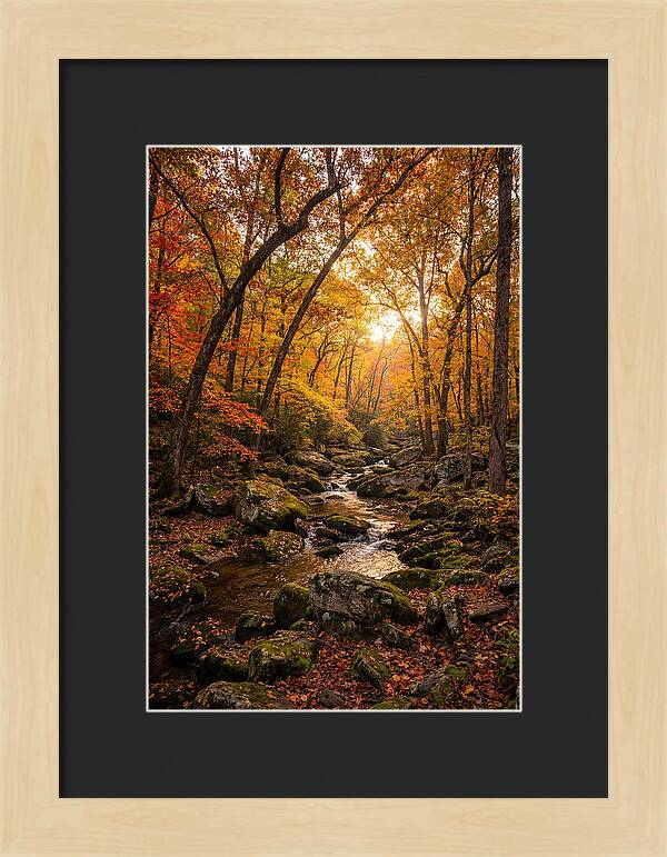 Lost Maples Autumn Serenity