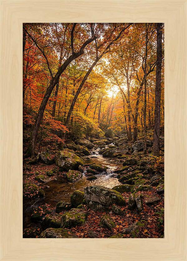 Lost Maples Autumn Serenity