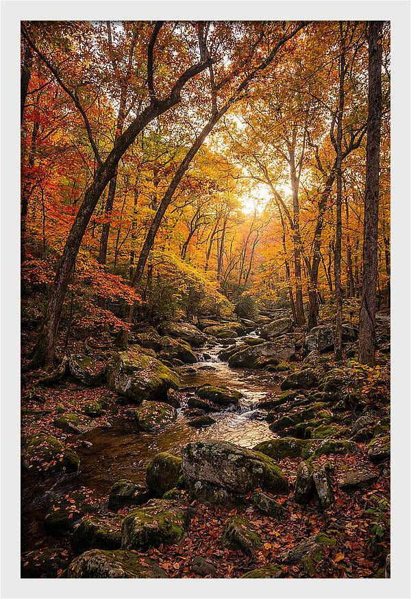 Lost Maples Autumn Serenity
