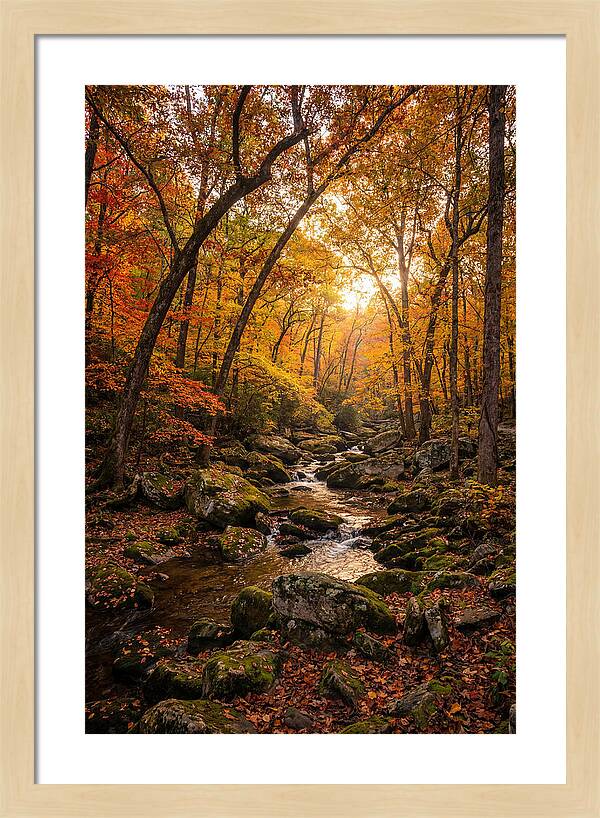 Lost Maples Autumn Serenity