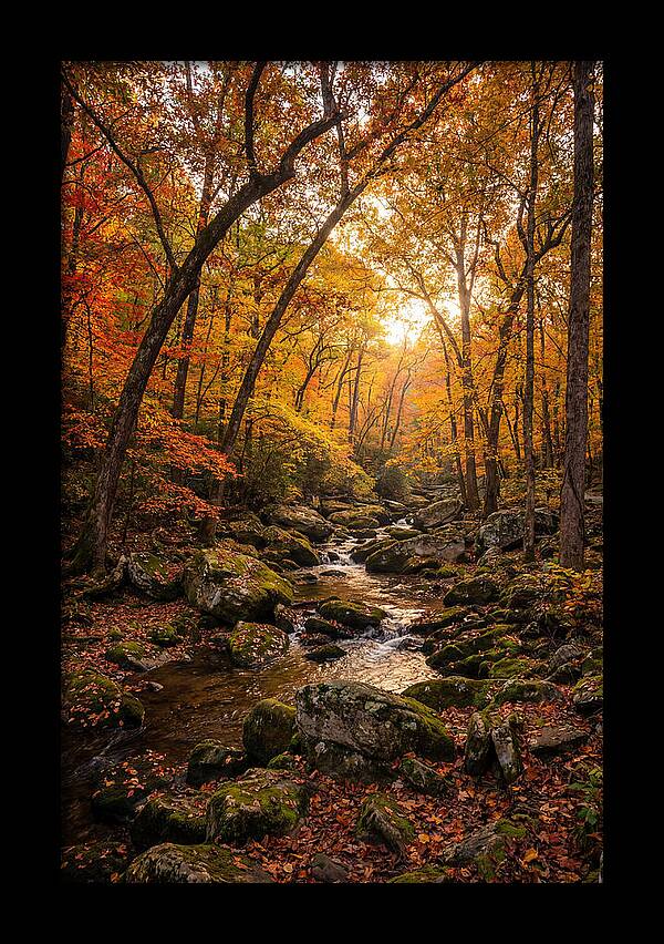 Lost Maples Autumn Serenity