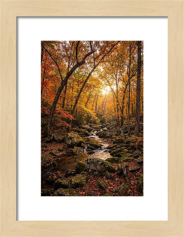 Lost Maples Autumn Serenity