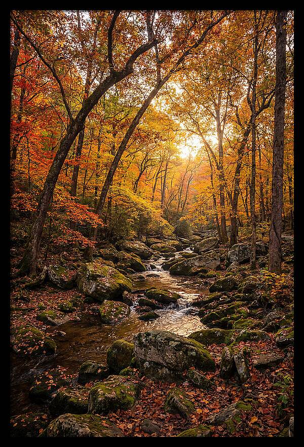 Lost Maples Autumn Serenity