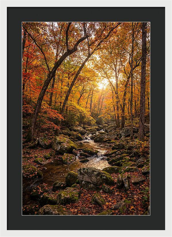 Lost Maples Autumn Serenity