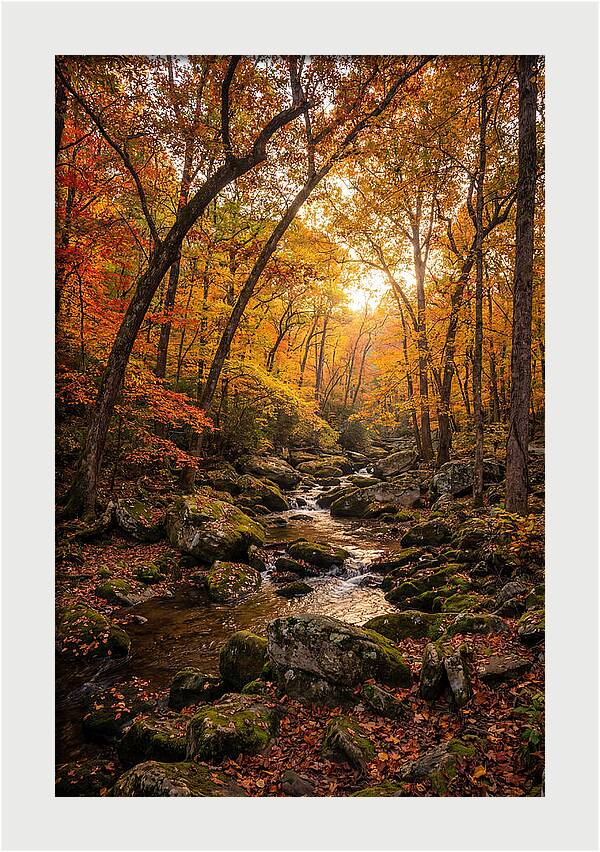 Lost Maples Autumn Serenity