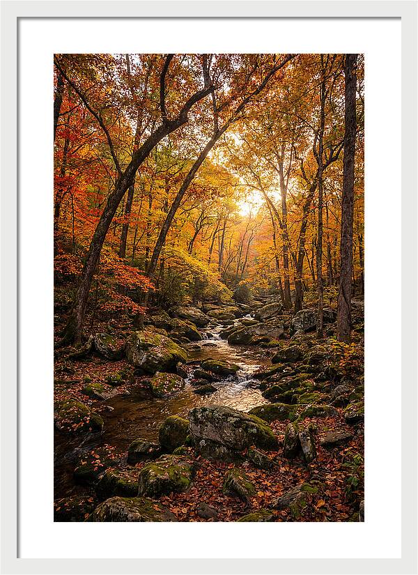 Lost Maples Autumn Serenity