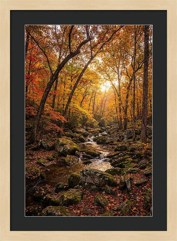 Lost Maples Autumn Serenity
