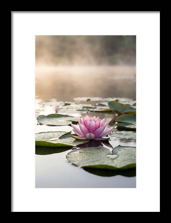 Lotus Blossom Serenity