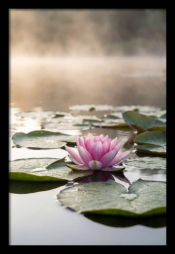 Lotus Blossom Serenity