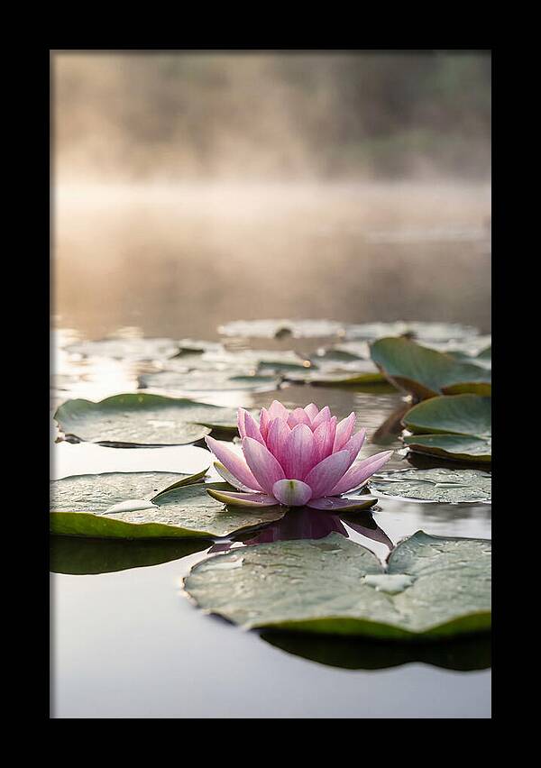 Lotus Blossom Serenity