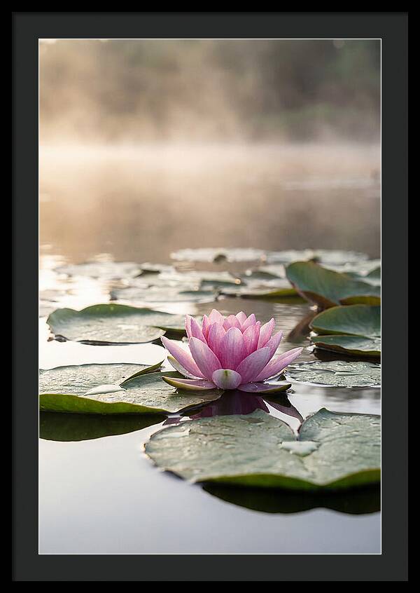 Lotus Blossom Serenity